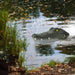 Xtreme Xccessories RC Boats Ship Novelty Toys Simulation Crocodile Head 2.4G Remote Control Funny Alligator Kids Children Electric Spoof